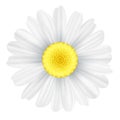 Chamomile flower isolated on white background. Graphic object for your design. Seasonal daisy flower. Hello spring. Vector illustr Royalty Free Stock Photo