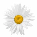 Chamomile flower isolated on white background. Matricaria flatlay closeup. Vector watercolor illustration