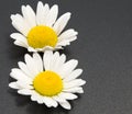 Chamomile flower isolated on white. Daisy Royalty Free Stock Photo