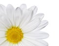 Chamomile flower isolated on white. Daisy. Royalty Free Stock Photo