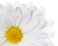 Chamomile flower isolated on white. Daisy. Royalty Free Stock Photo