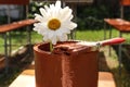 Chamomile flower in a jar with paint and brush close-up on the background of the gazebo