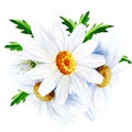 Chamomile flower with leaves isolated on a white background