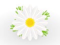 Chamomile flower with leaves on white background. Royalty Free Stock Photo