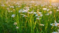 Chamomile flower is lightly swayed in the wind. Warm day light illuminates the petals. Close up. Royalty Free Stock Photo