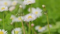 Chamomile flower is lightly swayed in the wind. Warm day light illuminates the petals. Close up. Royalty Free Stock Photo