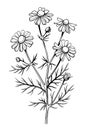 Chamomile flower, line art drawing. Daisy wild flowers and leaves isolated on white background, vector illustration Royalty Free Stock Photo