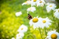 Chamomile flower ,Matricaria chamomilla, with butterfly . Daisy is a symbol of family love and loyalty.White chamomile-a