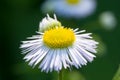 Chamomile flower natural background