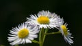 Chamomile flower natural background