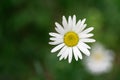 Chamomile flower on a natural green background.