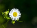 Chamomile flower natural background