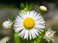 Chamomile flower natural background