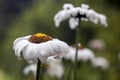 Chamomile flower after rain