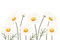 Chamomile flower in a row vector illustration isolated on white background Royalty Free Stock Photo