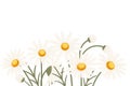 Chamomile flower in a row vector illustration isolated on white background Royalty Free Stock Photo