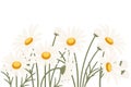 Chamomile flower in a row vector illustration isolated on white background Royalty Free Stock Photo