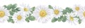 Chamomile Flower seamless Border. Watercolor botanical illustration of Daisy. Hand drawn white chamomilla on isolated