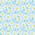 Chamomile flower seamless pattern Royalty Free Stock Photo