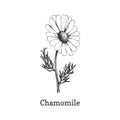 Chamomile flower sketch in vector, design element.