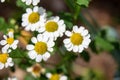 Chamomile flower with some withered petals waiting to be polymized