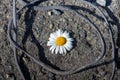 chamomile flower surrounded by a black hill in the form of corrugations Royalty Free Stock Photo