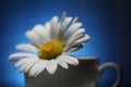 Chamomile flower in a tea Cup on a blue background Royalty Free Stock Photo