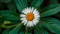 Chamomile flower with unique background, large green leaves