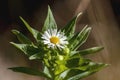 Chamomile flower and unique background