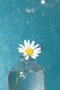 Chamomile flower in a vase and a little snail looking at raindrops on a blue background