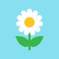 Chamomile flower vector icon in flat style. Daisy illustration o