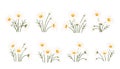 Chamomile flower vector illustration set in bloom, isolated on a white background Royalty Free Stock Photo