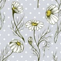 Chamomile flower vector seamlees pattern