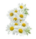 Chamomile flower vertical group left isolated on white Royalty Free Stock Photo