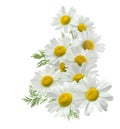 Chamomile flower vertical group right isolated on white Royalty Free Stock Photo