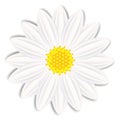 Chamomile flower on white background. Royalty Free Stock Photo