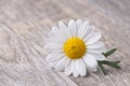 Chamomile flower