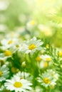 Chamomile Flowers