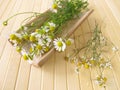 Chamomile flowers