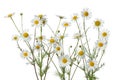 Chamomile flowers