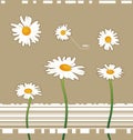 Chamomile flowers