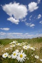 Chamomile flowers