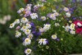 chamomile flowers and agapanto on a green background Royalty Free Stock Photo
