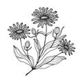 Chamomile flowers. Arnica mountain. Vector stock illustration eps 10. Outline. Hand drawing
