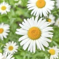 Chamomile flowers as summer background.