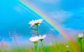 Chamomile flowers on a background of blue sky and rainbow. Summer mood. Royalty Free Stock Photo