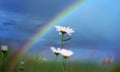 Chamomile flowers on a background of blue sky and rainbow. Royalty Free Stock Photo