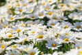 Chamomile flowers background in sunny day close up