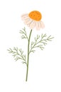 Chamomile Flowers Branch