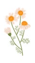 Chamomile Flowers Branch